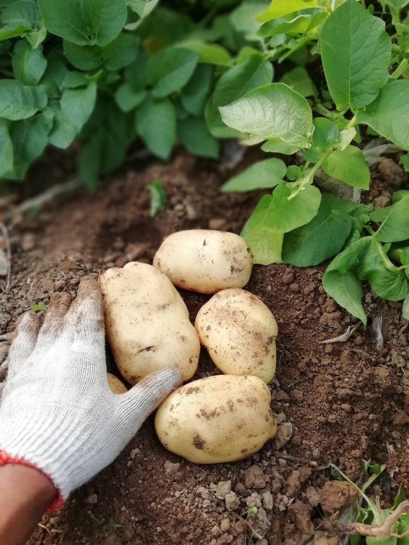 荷兰土豆大量上市