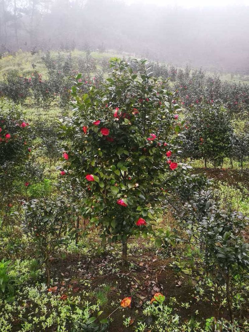 茶花（山茶花）基地批发四川宜宾高县泳清茶花种场植场，直销