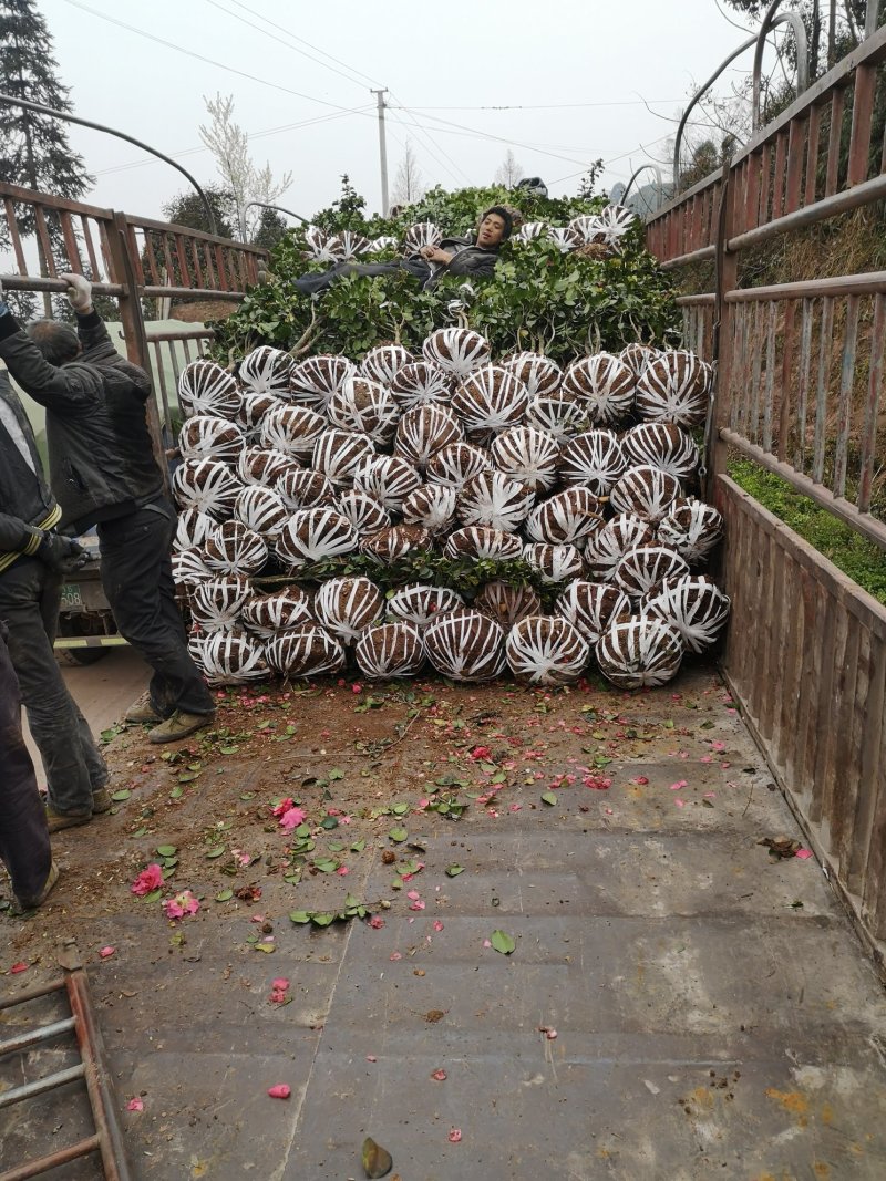 茶花（山茶花）基地批发四川宜宾高县泳清茶花种场植场，直销