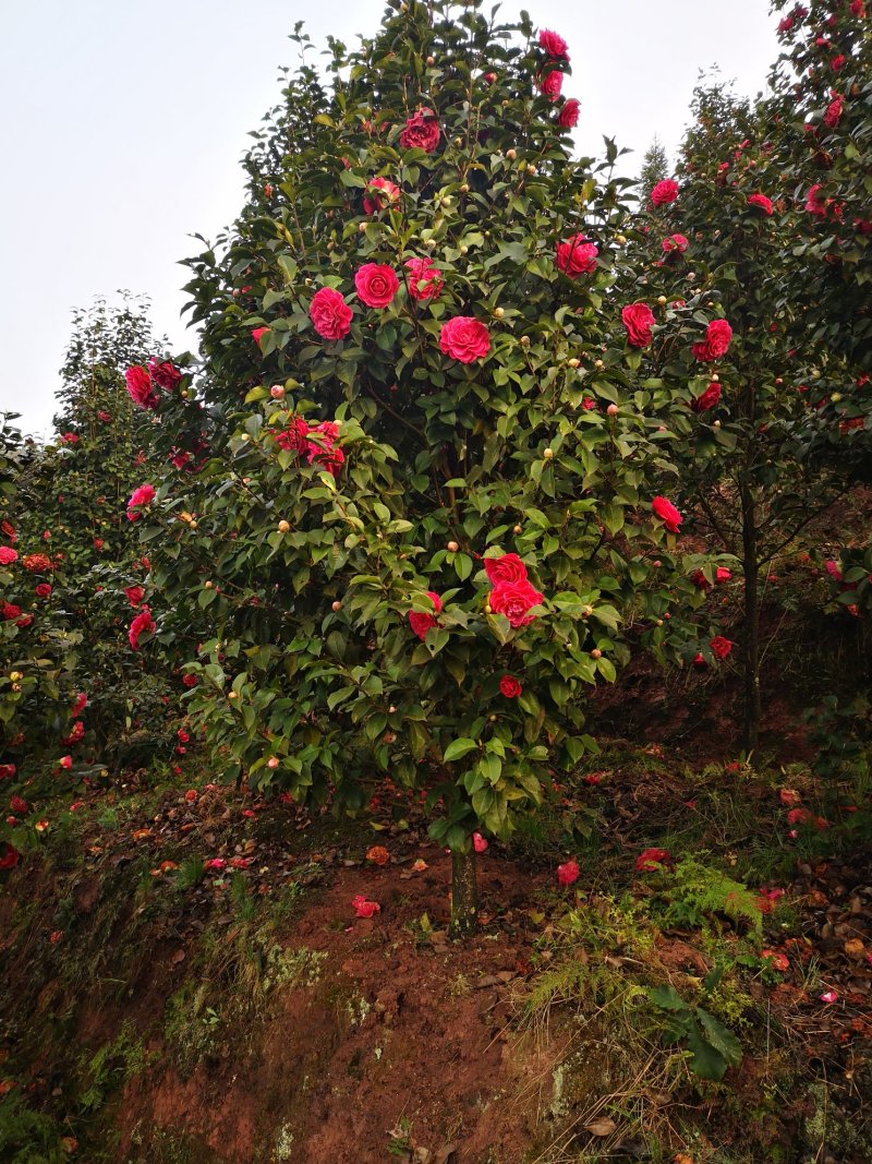 茶花（山茶花）基地批发四川宜宾高县泳清茶花种场植场，直销