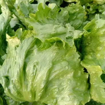 生菜