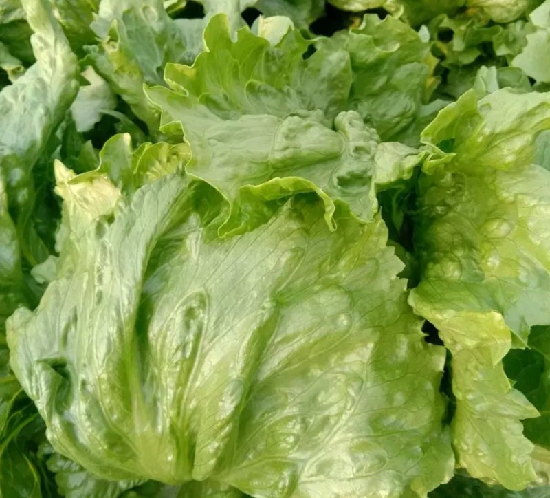 生菜