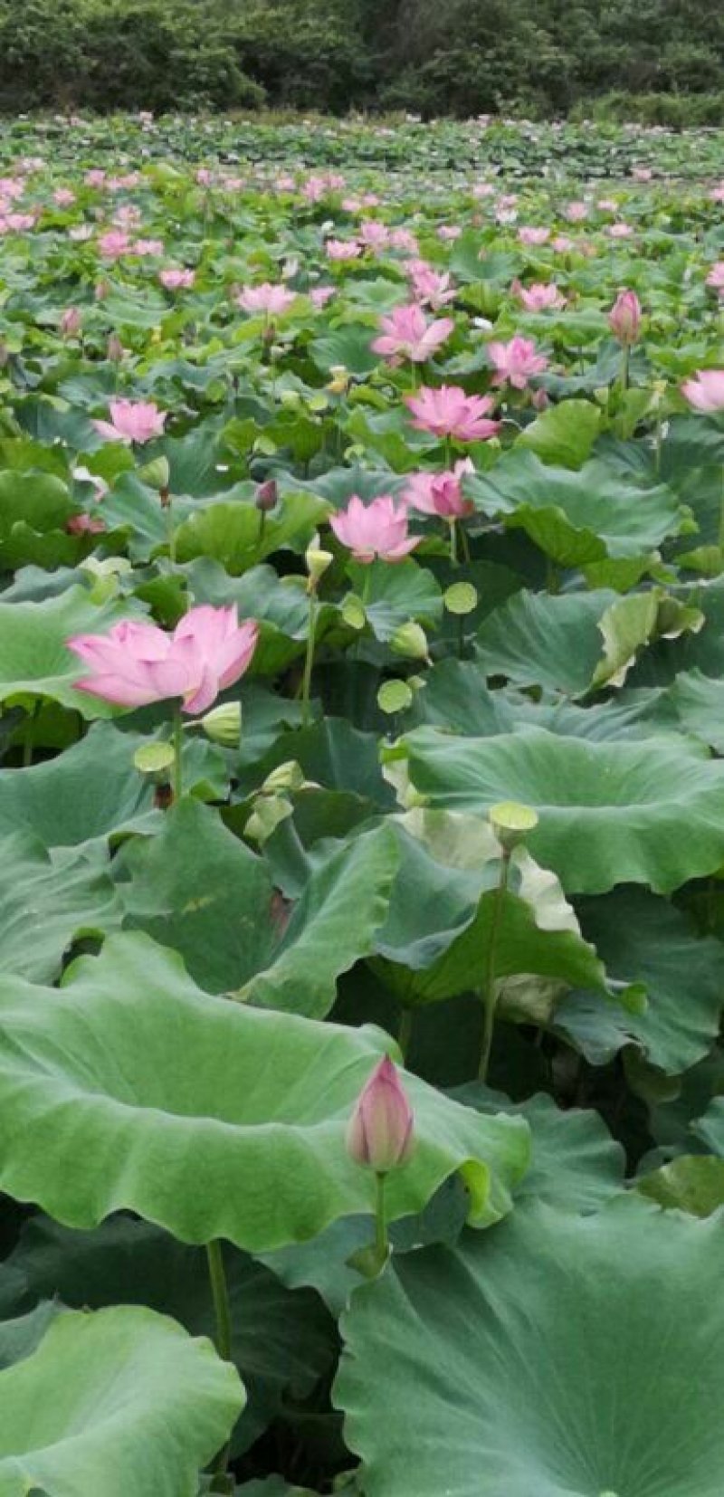 新鲜莲蓬大量发货嫩莲蓬大量供应发货青莲蓬