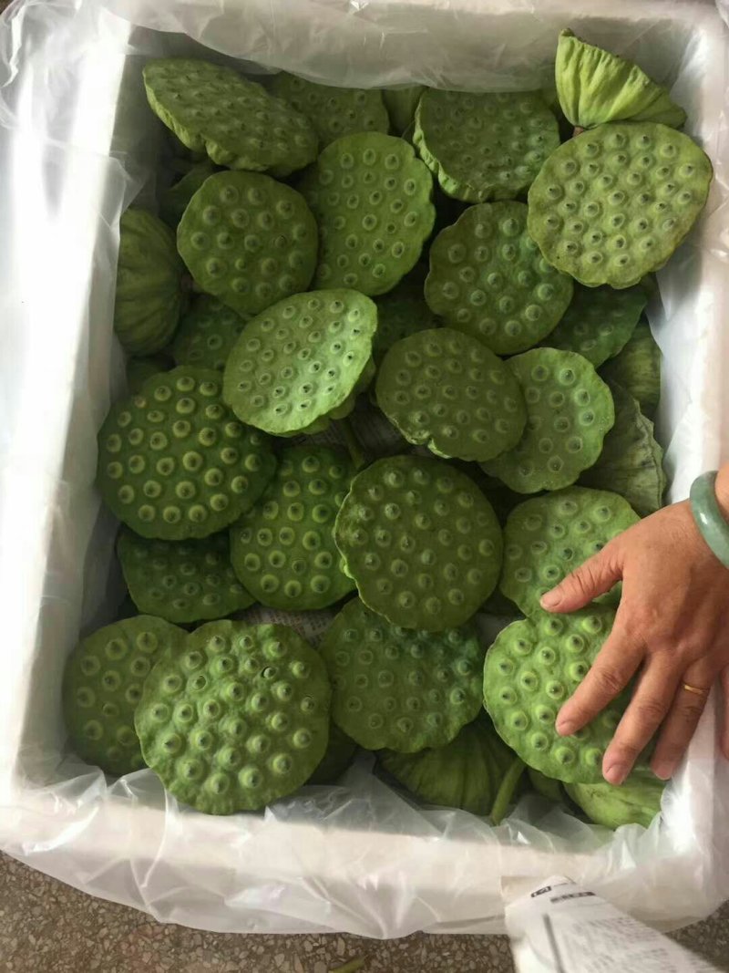 新鲜莲蓬大量发货嫩莲蓬大量供应发货青莲蓬