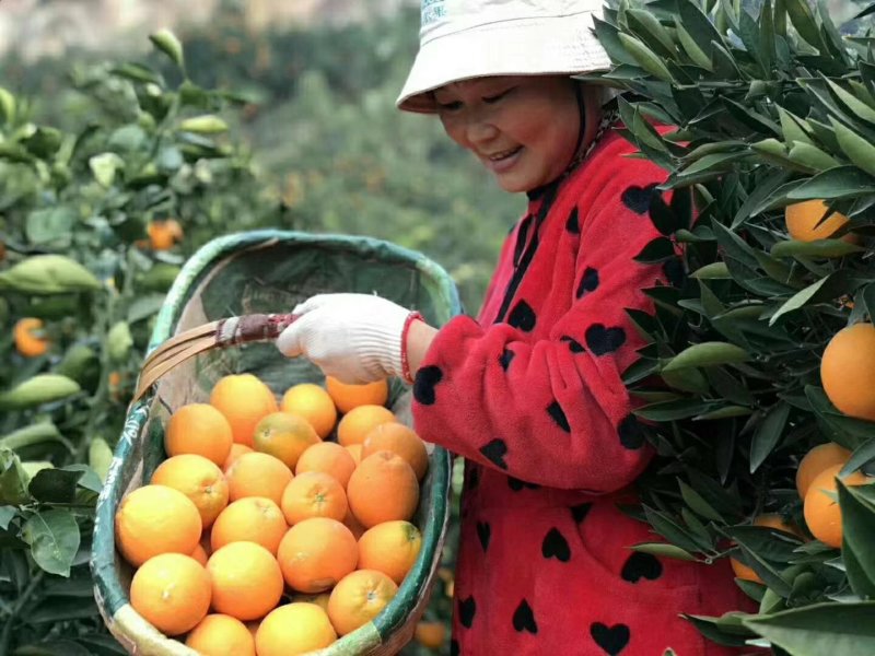 秭归夏橙，长江边上果园现摘，口感甜，看货伦价，物美价廉