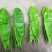 2019年新鲜粽叶大