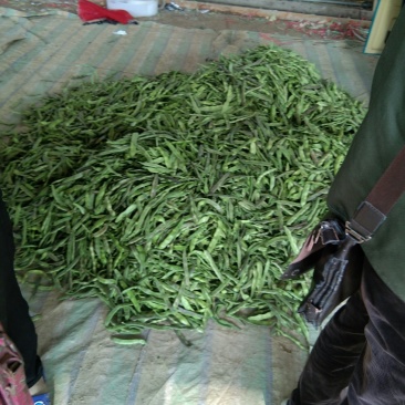 油豆