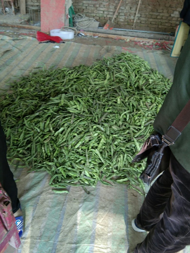 油豆