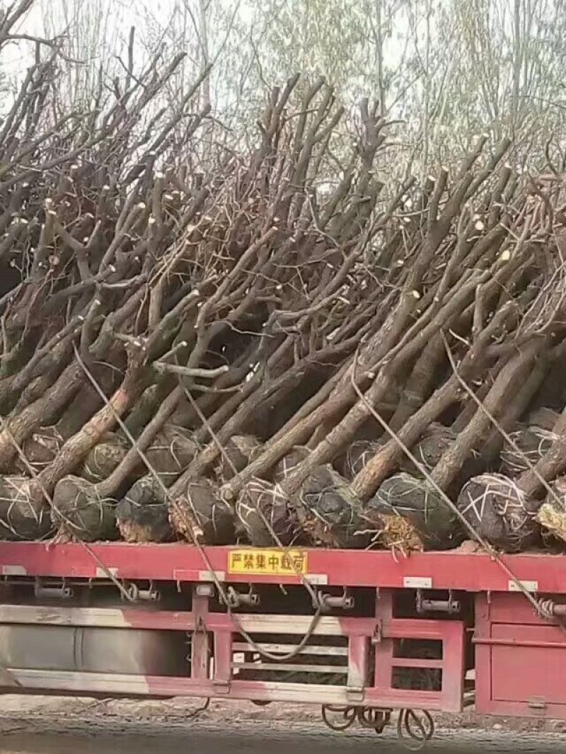 精品枣树苗，千年古枣树，百年古枣树，枣树苗，占地枣树，占