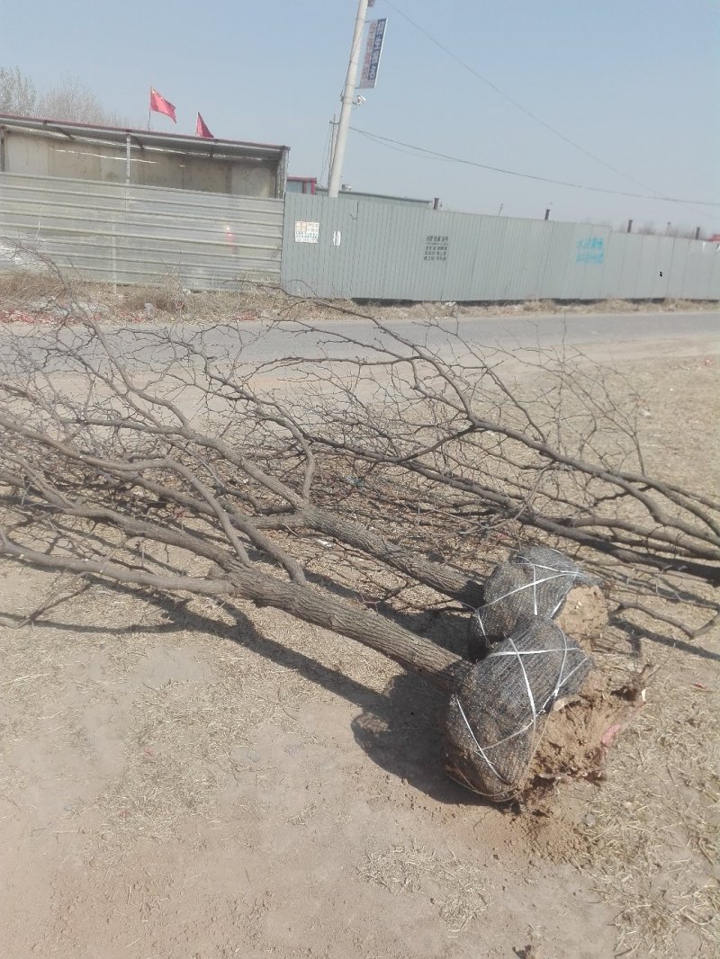 精品枣树苗，千年古枣树，百年古枣树，枣树苗，占地枣树，占
