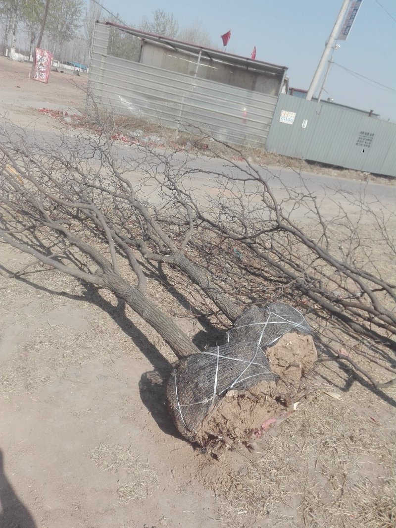 精品枣树苗，千年古枣树，百年古枣树，枣树苗，占地枣树，占