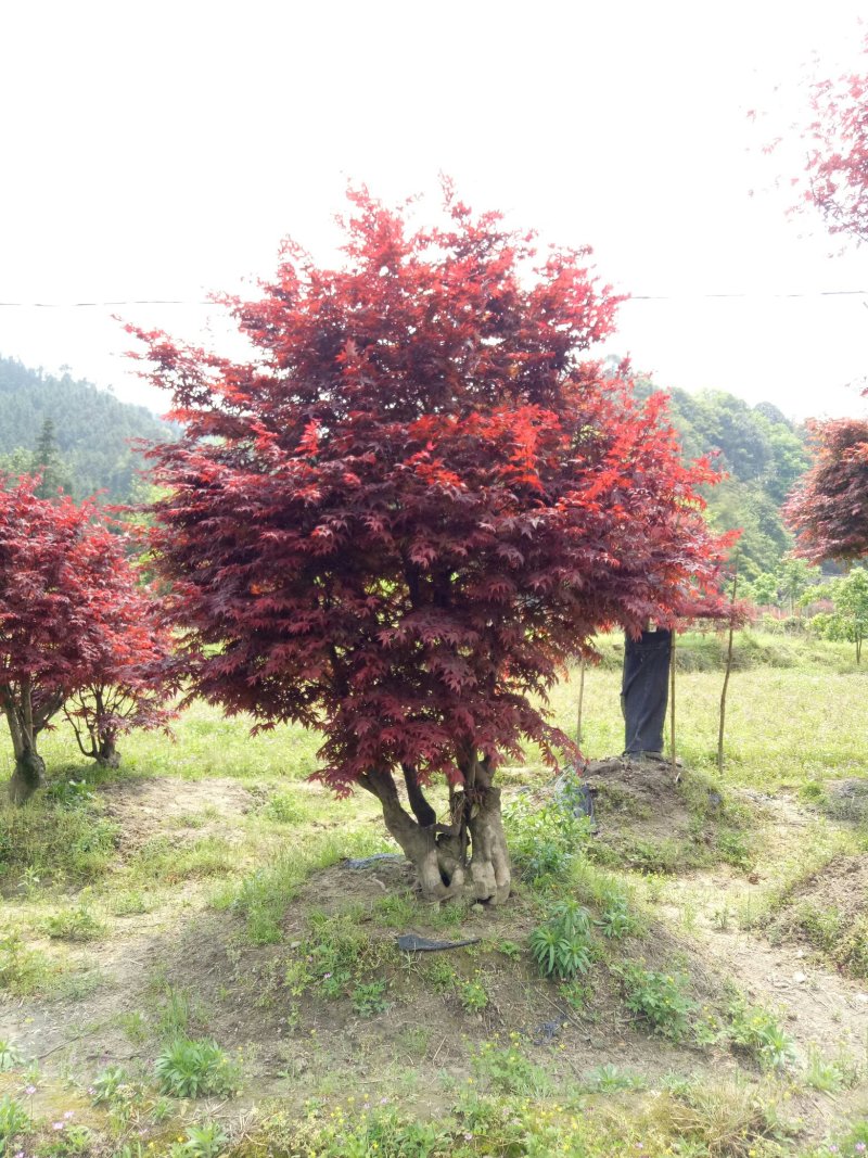 红枫古桩15--50公分出售