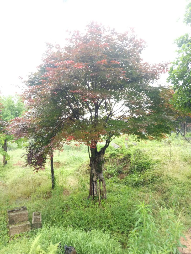 红枫古桩15--50公分出售