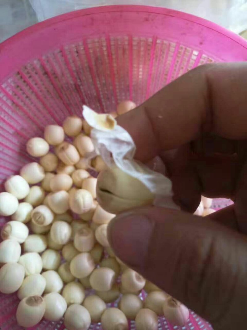 新鲜莲蓬，新鲜水果莲蓬莲子嫩莲蓬大量供应发货
