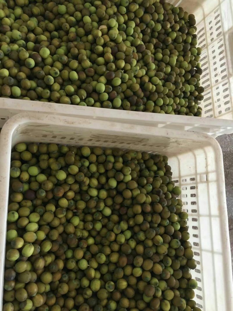 新鲜莲蓬，新鲜水果莲蓬莲子嫩莲蓬大量供应发货