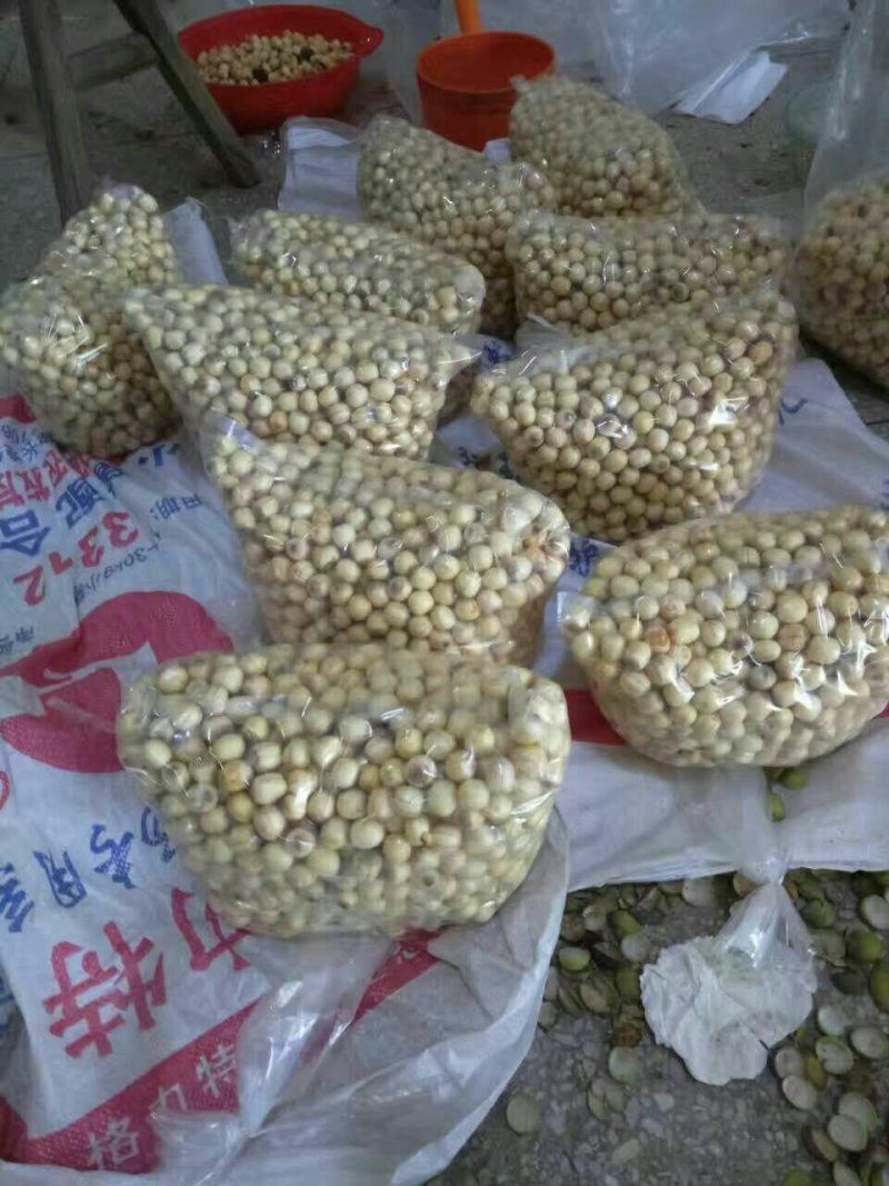 新鲜莲蓬，新鲜水果莲蓬莲子嫩莲蓬大量供应发货