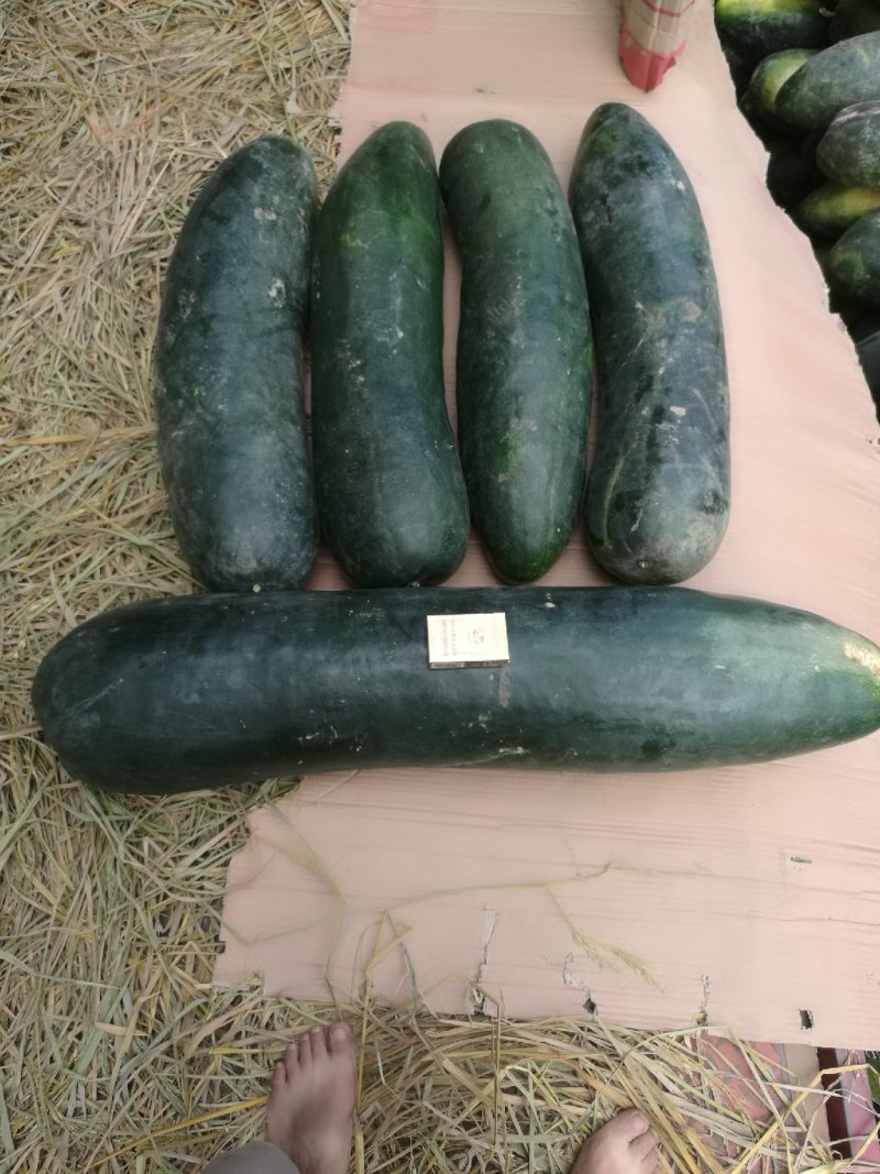 冬瓜，宜城冬瓜，黑皮冬瓜，冬瓜产地