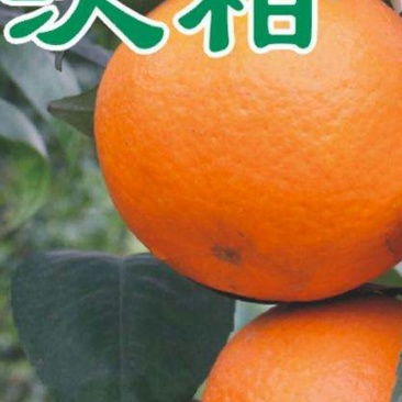 我处有纯种沃柑果苗出售！