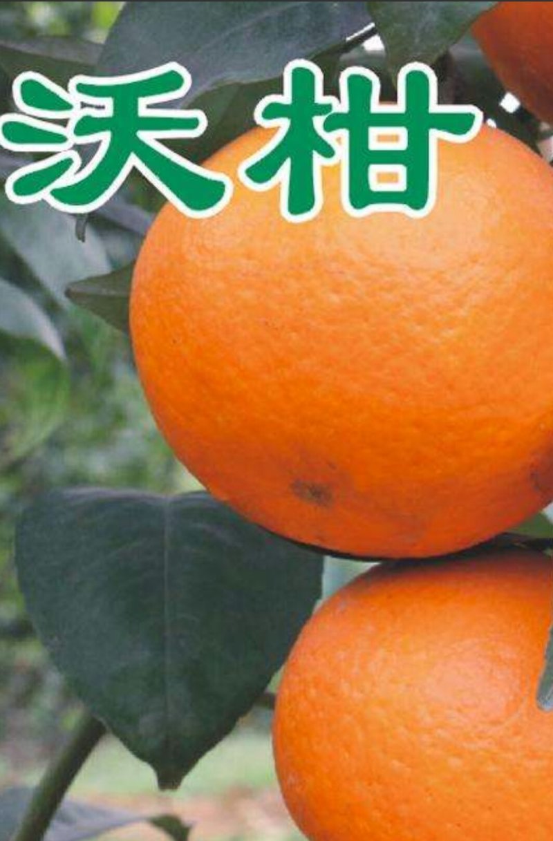 我处有纯种沃柑果苗出售！
