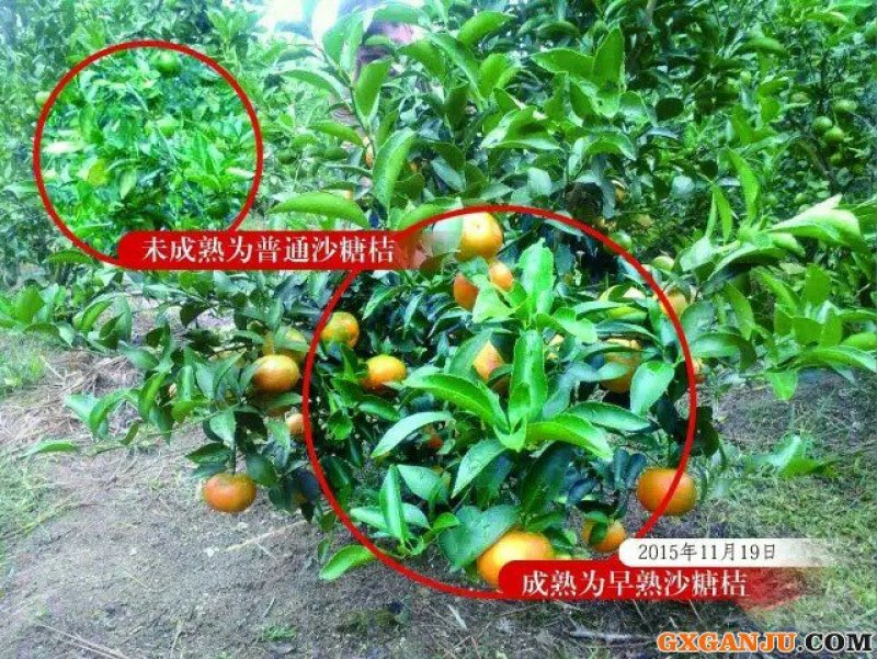 我处有纯种沃柑果苗出售！