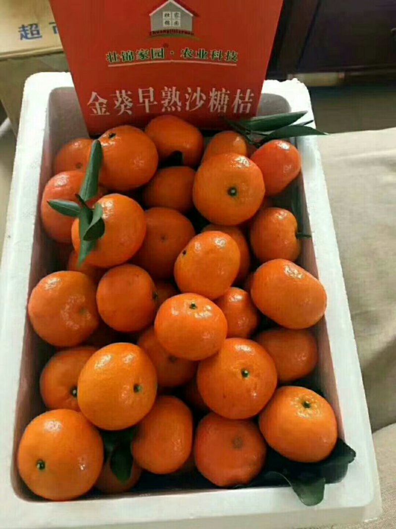 我处有纯种沃柑果苗出售！