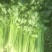 大棚西芹大量上市，欢迎采购。
