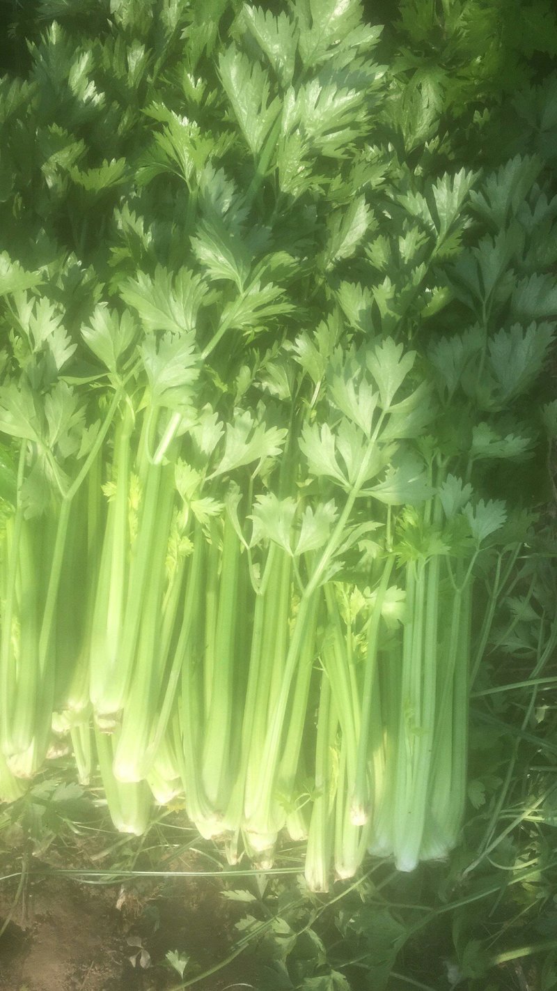 大棚西芹大量上市，欢迎采购。