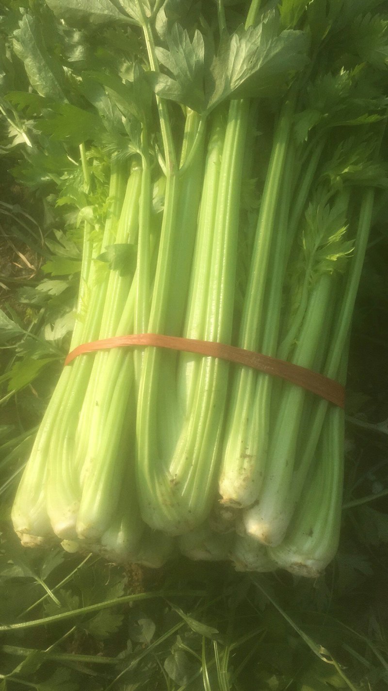 大棚西芹大量上市，欢迎采购。