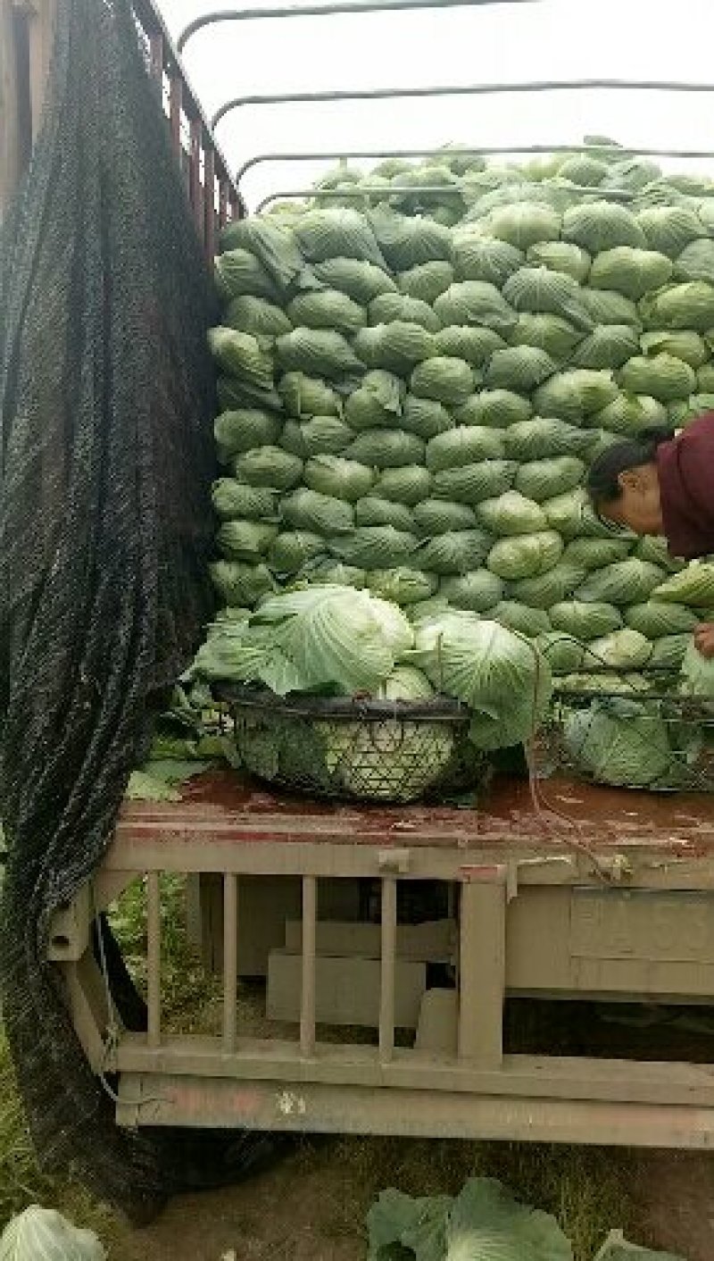 万亩扁包菜质量输出，质量保证