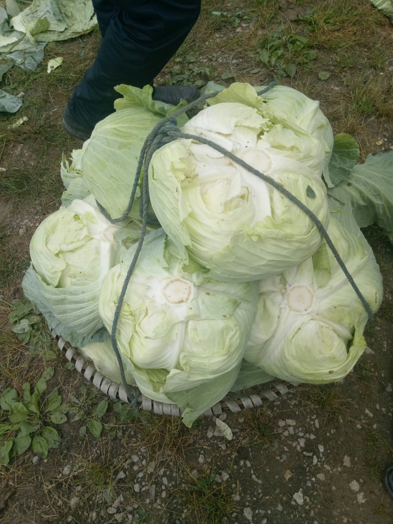 万亩扁包菜质量输出，质量保证