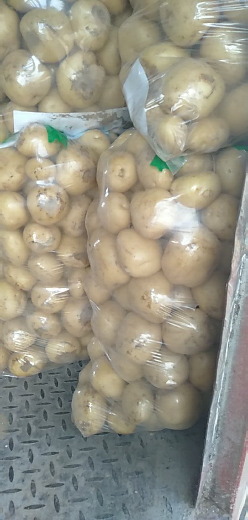 荷兰土豆千亩