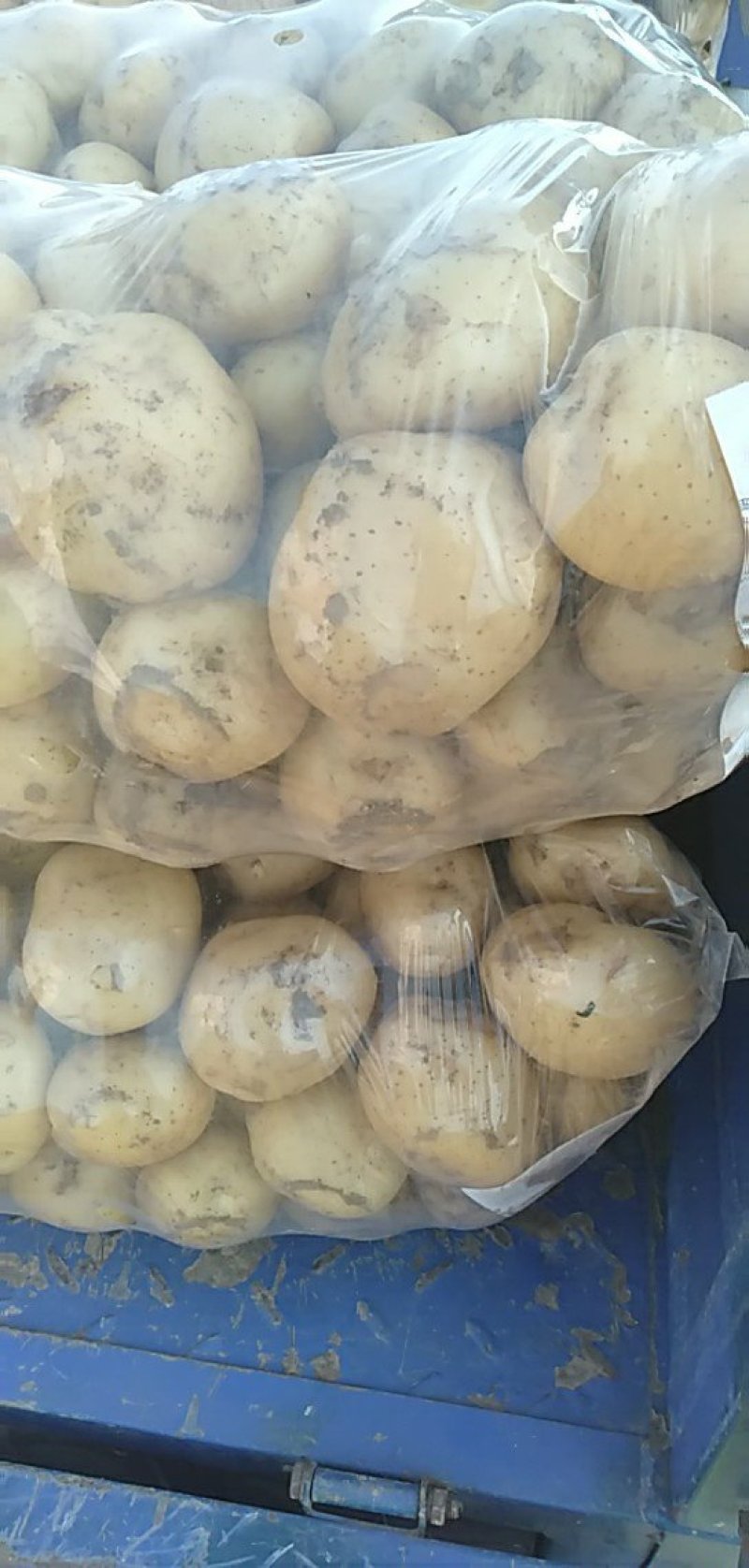 荷兰土豆千亩