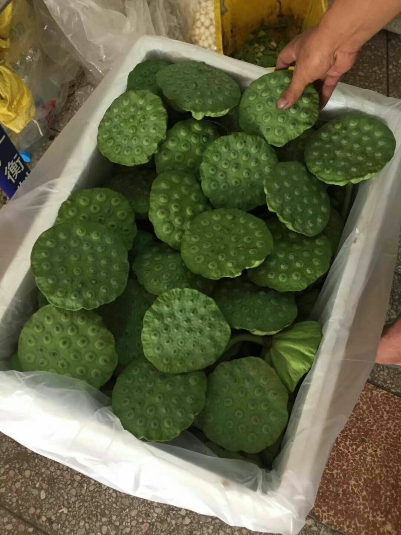 新鲜莲蓬，新鲜水果莲蓬莲子嫩莲蓬大量供应发货