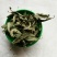 马鞭草花茶马鞭草茶无硫净货保正品批发零售散装花茶