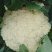 【精】郑研青松60早熟菜花种子，花白梗青，花粒细