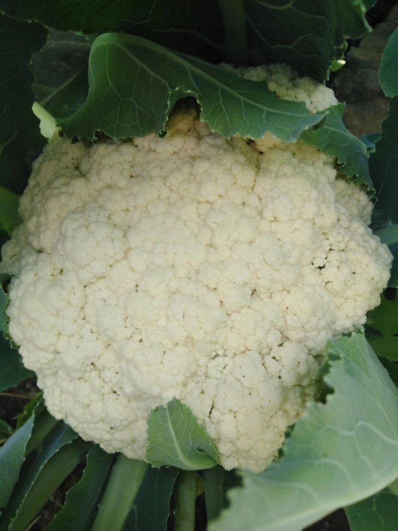 【精】郑研青松60早熟菜花种子，花白梗青，花粒细