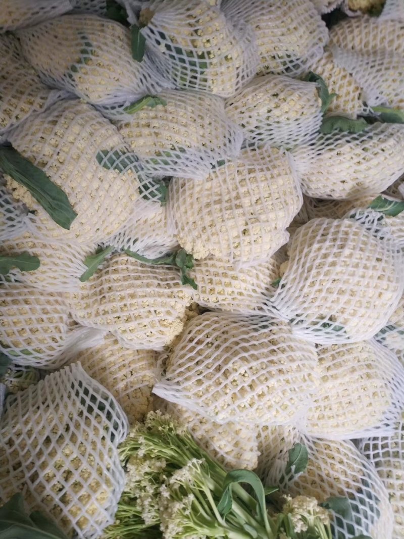【精】郑研青松60早熟菜花种子，花白梗青，花粒细
