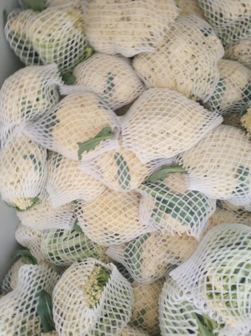 【精】郑研青松60早熟菜花种子，花白梗青，花粒细