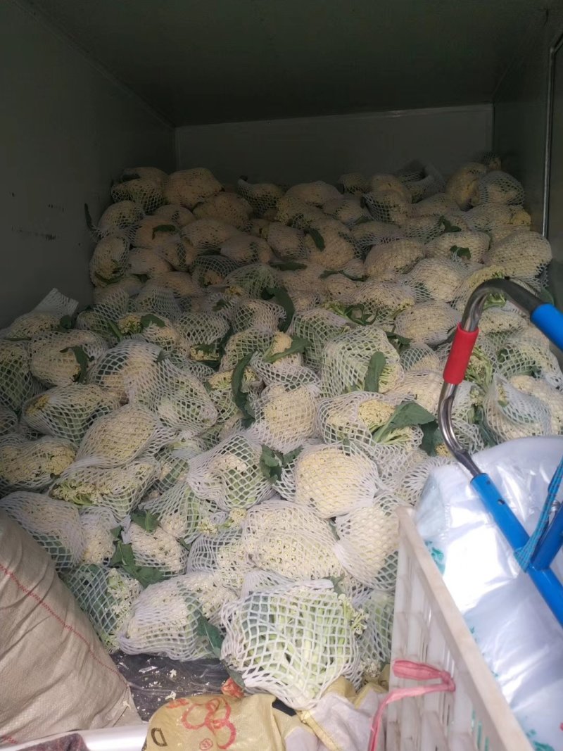 【精】郑研青松60早熟菜花种子，花白梗青，花粒细