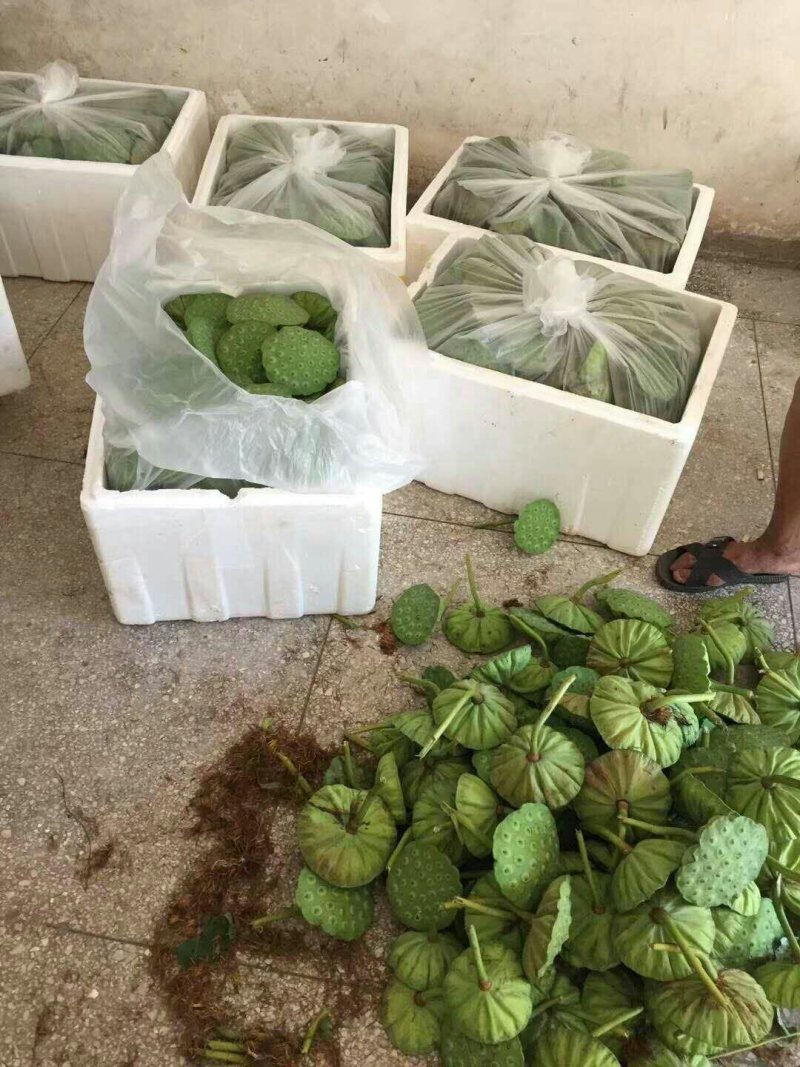 新鲜莲蓬，青莲蓬，嫩莲蓬基地直供发货大量供应