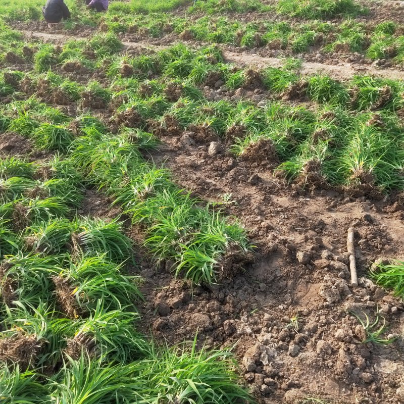 金娃娃萱草