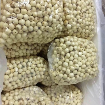 鲜莲子，新鲜去心白莲子纯手工鲜白莲大量供应