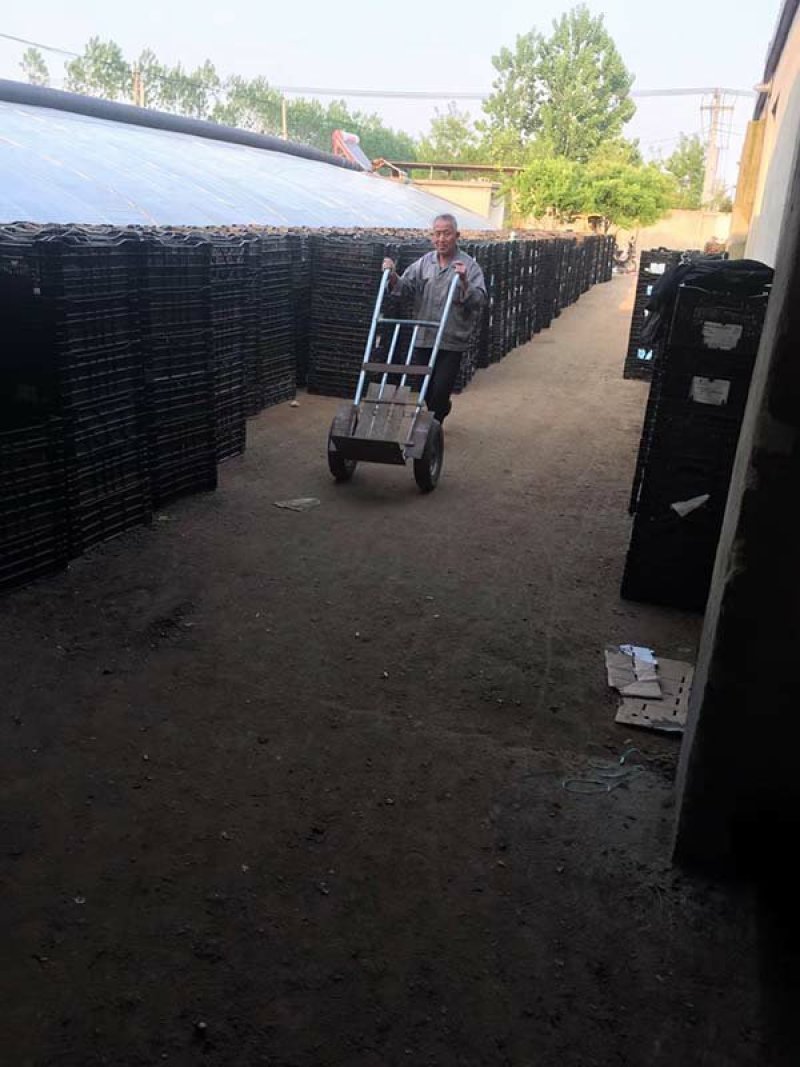 常年批发零售郁金香种苗价格优惠，品质好发芽率高