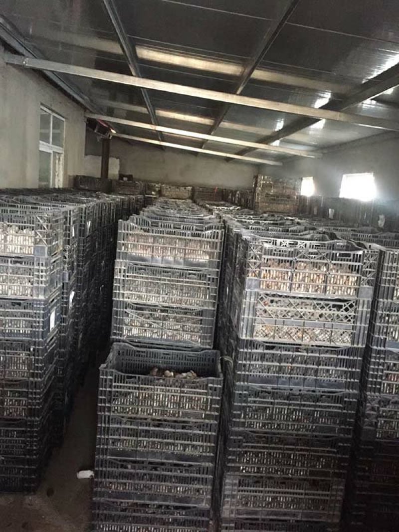 常年批发零售郁金香种苗价格优惠，品质好发芽率高