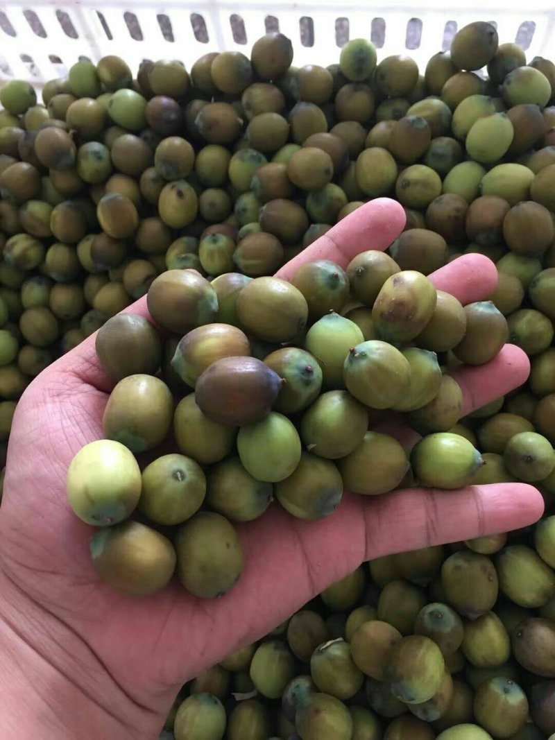 鲜红莲子，新鲜去壳红莲原产地大量供应发货