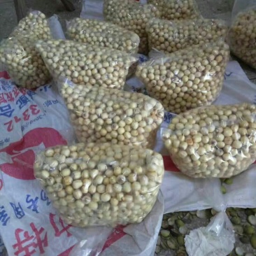 鲜红莲子，新鲜去壳红莲原产地大量供应发货
