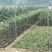 树状月季1-10公分粗品种齐全树形好量大优惠