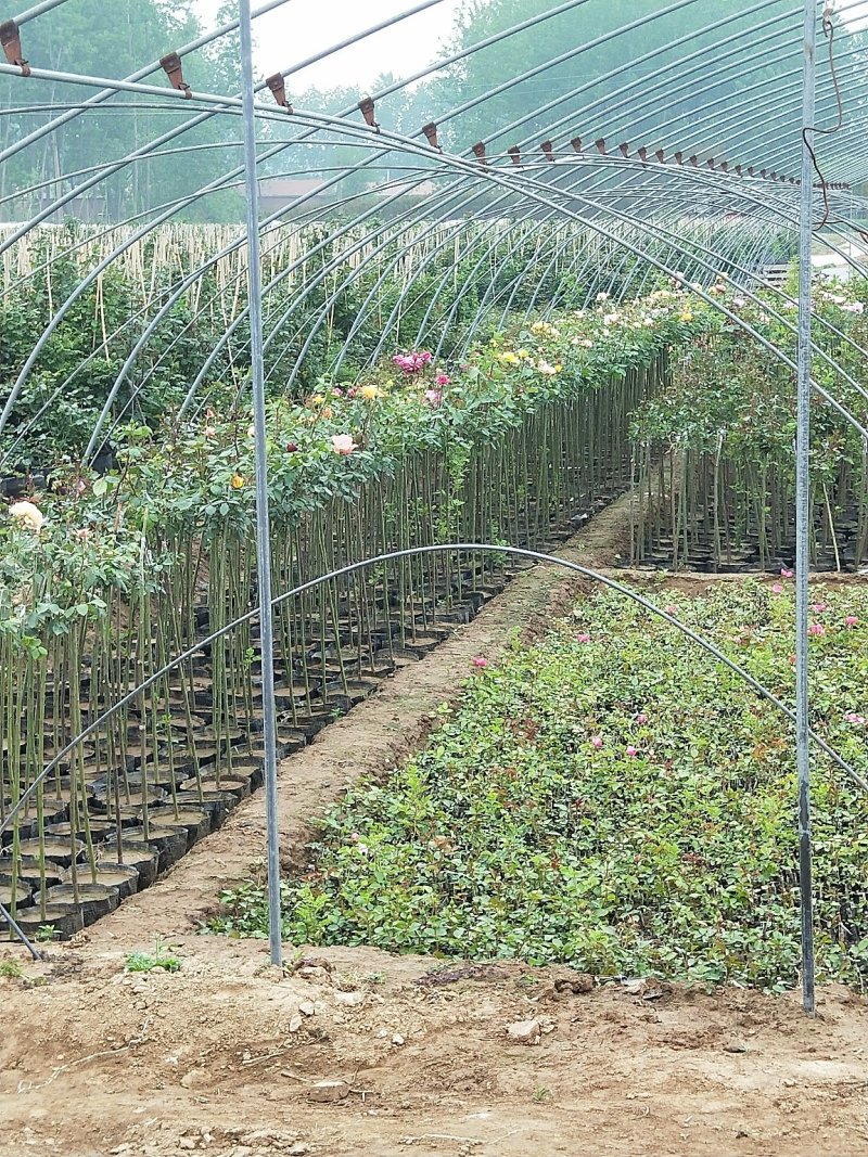 树状月季1-10公分粗品种齐全树形好量大优惠