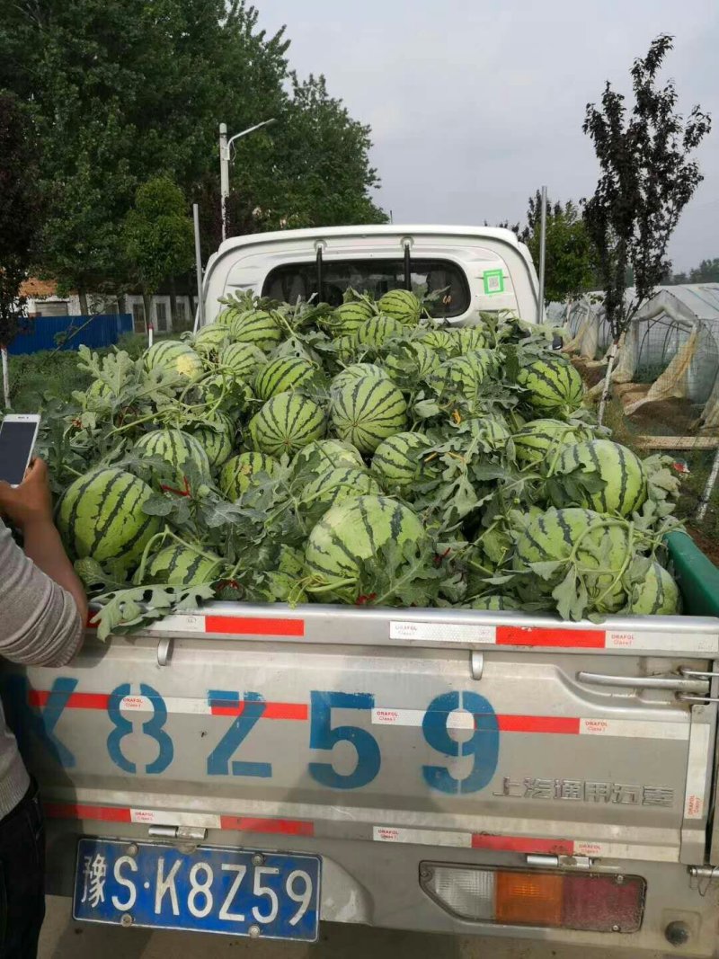 ，8424西瓜，大量上市了，口干好，保证质量。