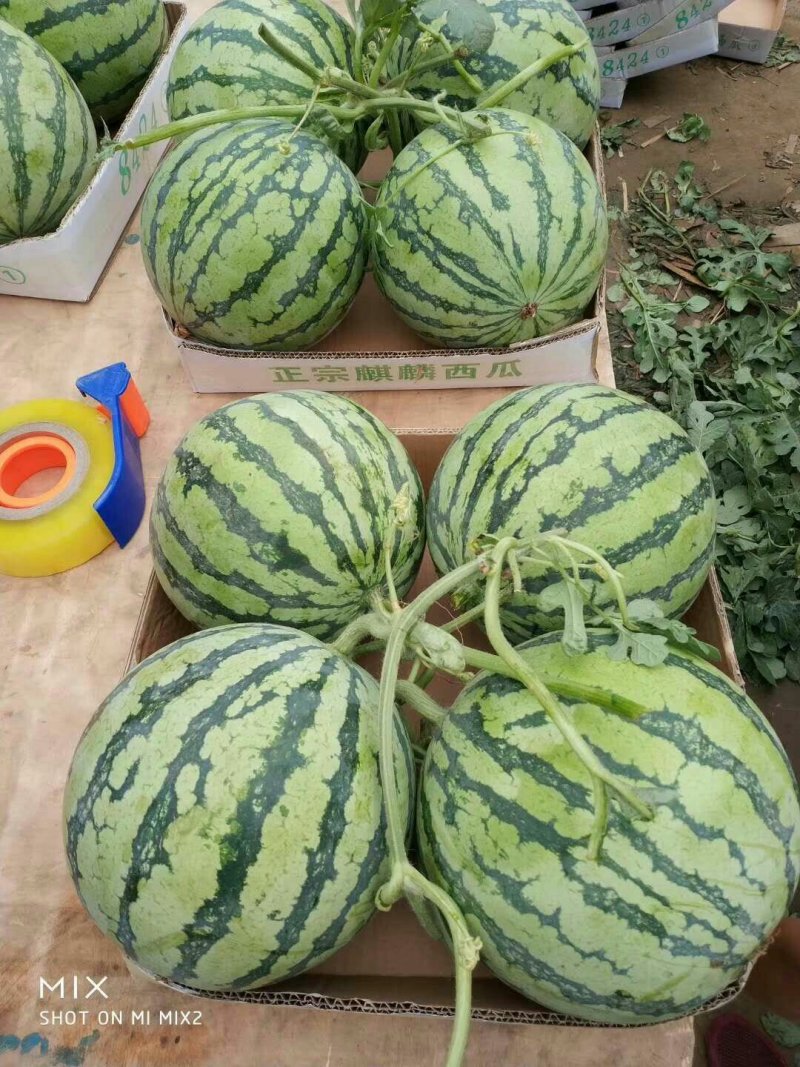 ，8424西瓜，大量上市了，口干好，保证质量。